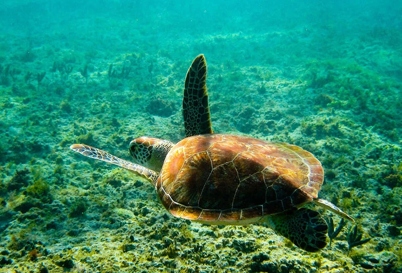 Snorkel con tortuga