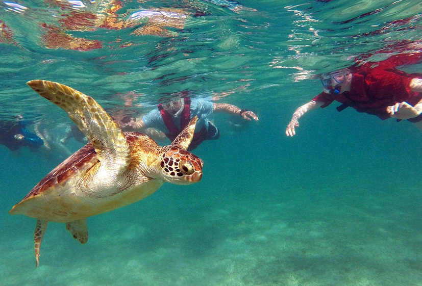 Snorkel arrecife