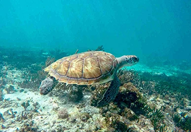 Tour Snorkel Maya en Akumal Tortugas, Cenote y Caverna en la Riviera Maya 