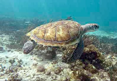 Nado con tortugas en Akumal